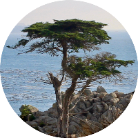 Lone Cypress